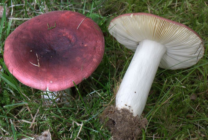 Russula purpurata